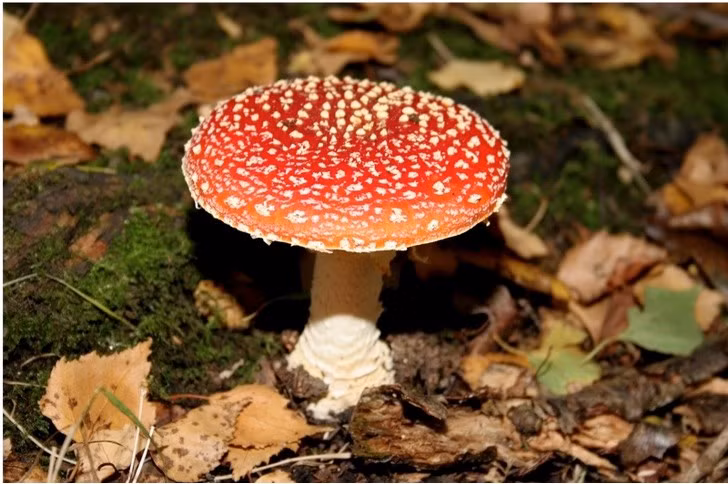 Cũng có quan điểm cho rằng những chiến binh này trước khi ra trận đã dùng rượu, nấm độc gây ảo giác khiến khả năng chiến đấu của họ tăng lên dữ dội.