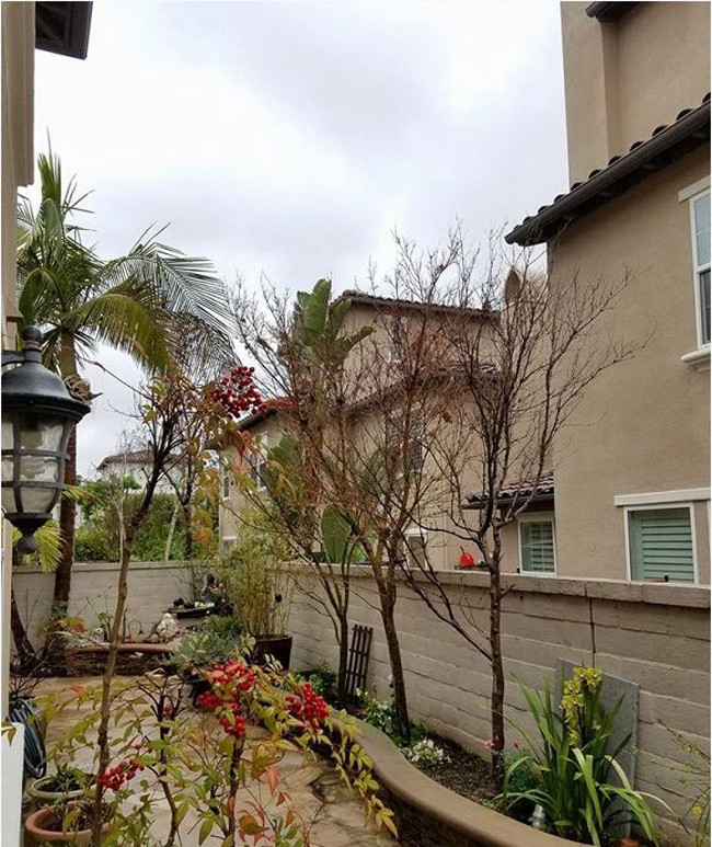 Bên ngoài nhà, nữ nghệ sĩ dành riêng một góc để trồng cây.