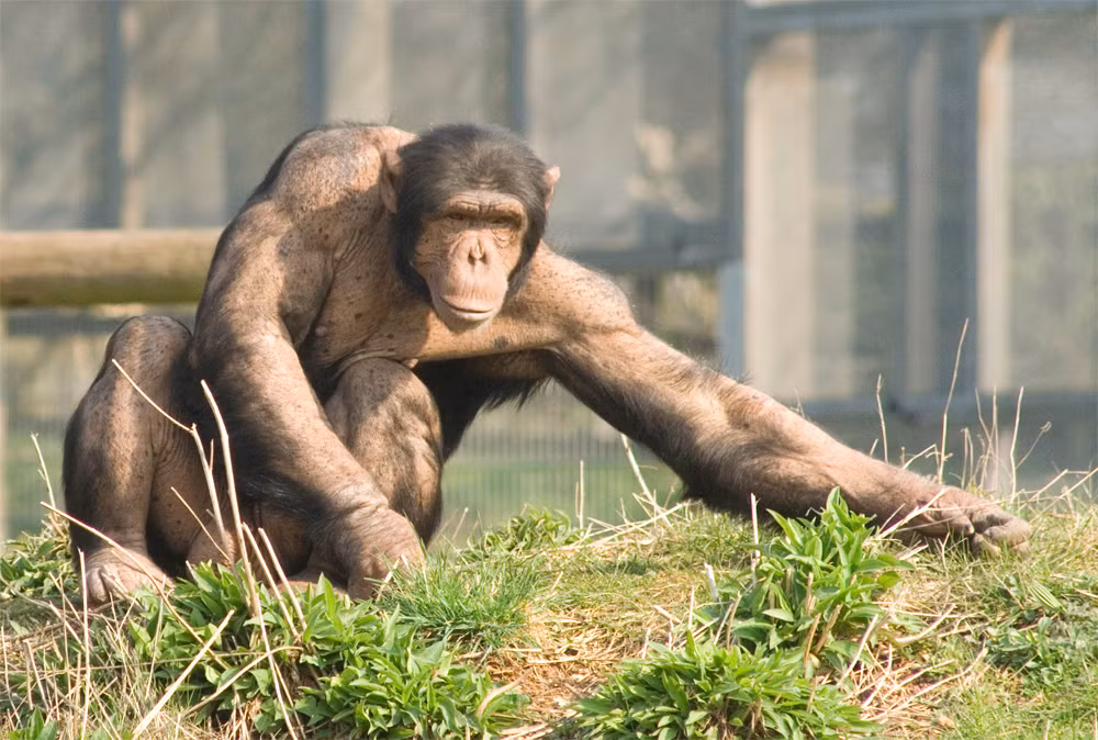 Để làm được điều này, ông cần đến một nữ tình nguyện viên. Tuy nhiên, thí nghiệm này nhanh chóng bị hủy bỏ vì bị dư luận lên án về khía cạnh đạo đức.