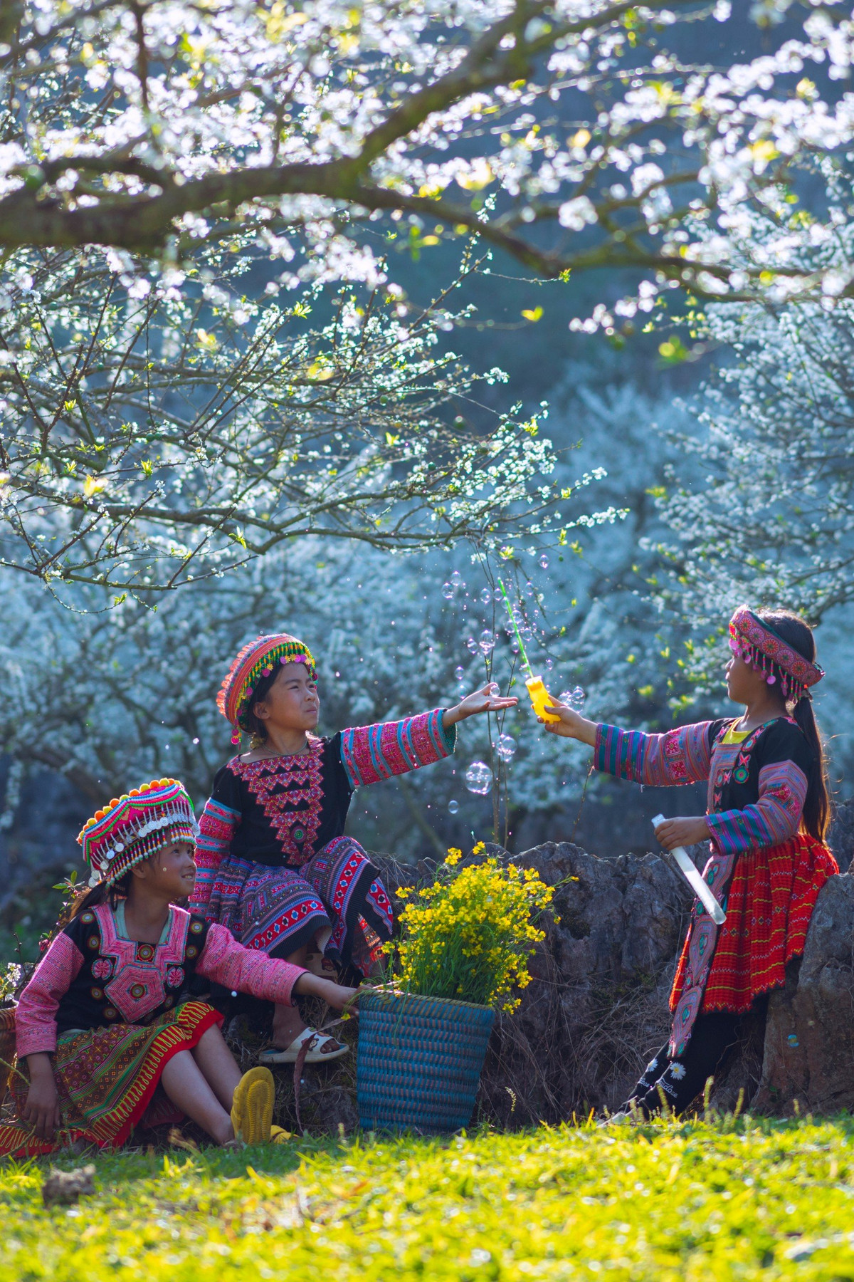 Tinh khoi mua hoa man Son La-Hinh-5