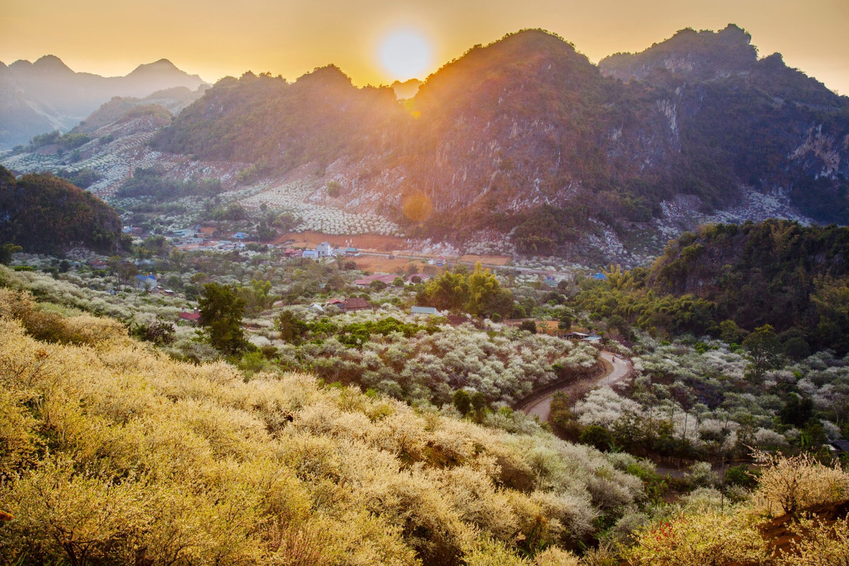 Tinh khoi mua hoa man Son La