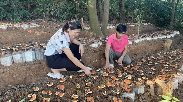 Vinh Phuc: Nam lim xanh, loai nam quy hiem o rung nguyen sinh-Hinh-2