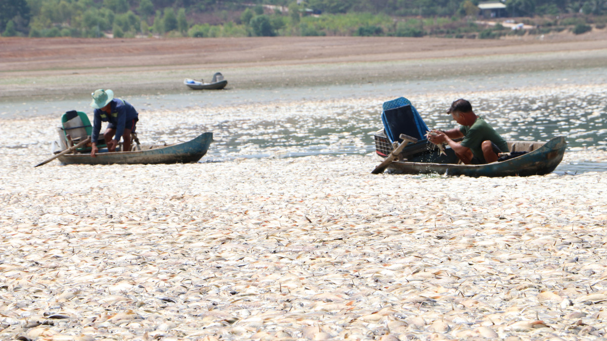 Dong Nai: Da thu gom het 200 tan ca noi trang ho Song May-Hinh-2