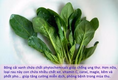 Rau cải xanh là một trong các loại rau mùa thu cung cấp nhiều vi chất dinh dưỡng quan trọng, giúp bạn tăng cường hệ miễn dịch và phòng bệnh mùa thu.