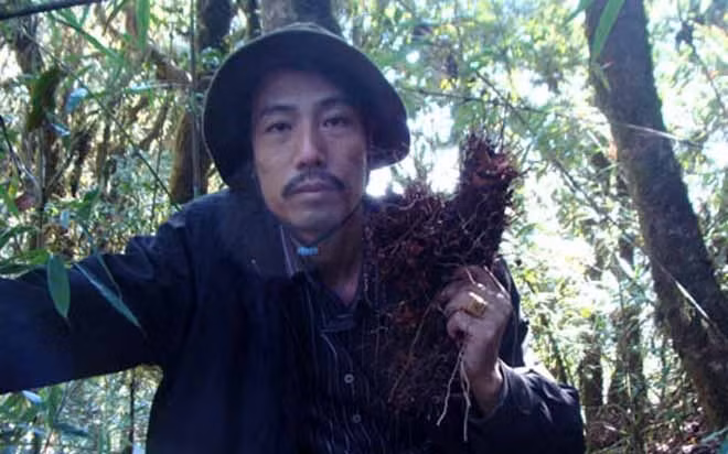 Bảy lá một hoa có khu phân bố tương đối hẹp, do đó, sự tồn tại lâu dài của loài này là mỏng manh. Vì vậy, loài này được đưa vào Sách Đỏ Việt Nam, xếp ở cấp R (rare) - cấp hiếm.