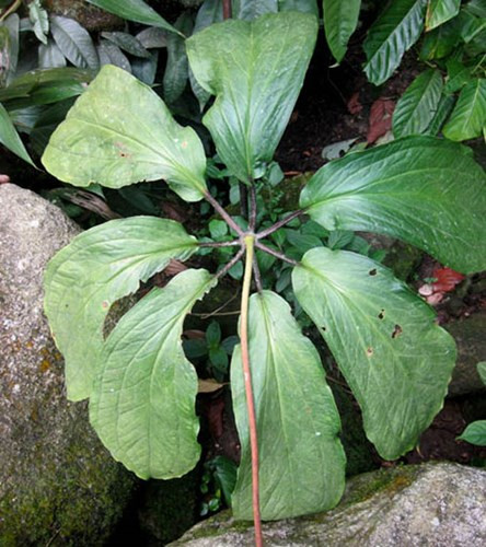 Loài thảo dược bảy lá một hoa (hay còn gọi là thất diệp nhất chi hoa, độc cước liên, chi hoa đầu, thất tử liên, đăng đài thất...) là loại cây cỏ nhỏ, có hình dạng rất đặc biệt, sống lâu năm, thân rễ ngắn (dài khoảng 5 - 15cm), nhiều đốt.