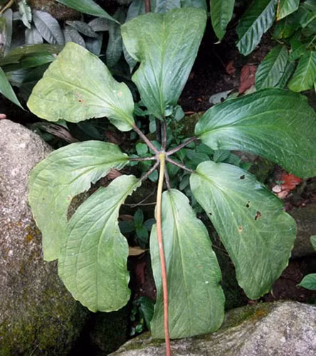 Loài thảo dược bảy lá một hoa (hay còn gọi là thất diệp nhất chi hoa, độc cước liên, chi hoa đầu, thất tử liên, đăng đài thất...) là loại cây cỏ nhỏ, có hình dạng rất đặc biệt, sống lâu năm, thân rễ ngắn (dài khoảng 5 - 15cm), nhiều đốt.