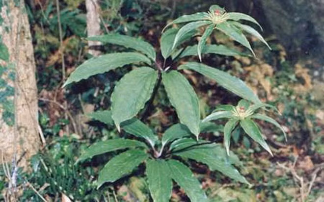 Giá của cây thất diệp nhất chi hoa khô còn đắt hơn cả nhân sâm Hàn Quốc hay các loại linh chi, nhưng tác dụng thì còn rất mơ hồ.