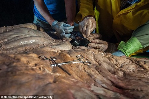 Quả tim cá voi này đã khiến không ít nhà khoa học… thất vọng vì nó không to lớn như dự đoán. Kích cỡ của quả tim chỉ bằng khoảng một chiếc xe golf, thay vì một chiếc xe hơi như suy nghĩ của nhiều người. Tĩnh mạch của nó cũng không đủ lớn để con người có thể bơi bên trong, chu vi của nó chỉ to bằng chu vi đầu người.