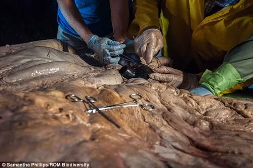 Quả tim cá voi này đã khiến không ít nhà khoa học… thất vọng vì nó không to lớn như dự đoán. Kích cỡ của quả tim chỉ bằng khoảng một chiếc xe golf, thay vì một chiếc xe hơi như suy nghĩ của nhiều người. Tĩnh mạch của nó cũng không đủ lớn để con người có thể bơi bên trong, chu vi của nó chỉ to bằng chu vi đầu người.