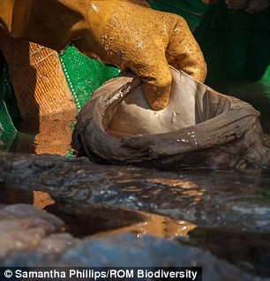 Quả tim cá voi này cũng sẽ được đưa vào trưng bày tại Bảo tàng Hoàng gia Ontario (Canada) trong tương lai gần.