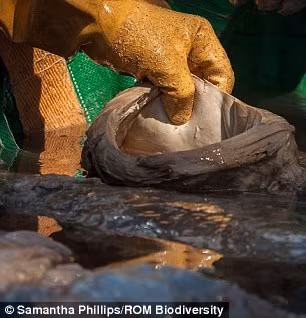 Quả tim cá voi này cũng sẽ được đưa vào trưng bày tại Bảo tàng Hoàng gia Ontario (Canada) trong tương lai gần.