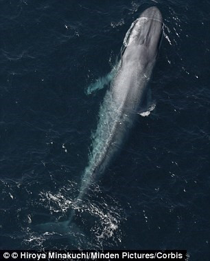 Cá voi xanh là động vật lớn nhất trên thế giới với chiều dài khi trưởng thành là khoảng 30,5 m. Do đây là một loài động vật rất hiếm gặp nên các nhà khoa học chưa bao giờ được tận mục sở thị một quả tim cá voi thực sự.