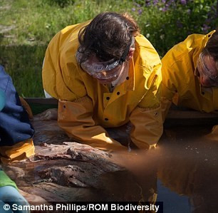 Tháng 5 năm ngoái, các nhà khoa học đã may mắn được giải phẫu một quả tim cá voi thật sau khi một con cá voi xanh có tên Lollipop chết và dạt vào bờ ở Newfoundland, Canada.