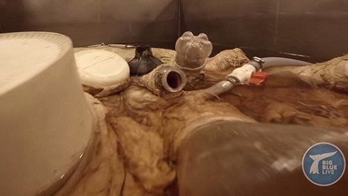 Sau đó, quả tim của cá voi xanh Lollipop đã được các nhà khoa học bảo quản để phục vụ công tác nghiên cứu. Quả tim này dài tới 1,5 mét, nặng 180kg và có thể bơm gần 220 lít máu/nhịp đi khắp cơ thể cá voi.