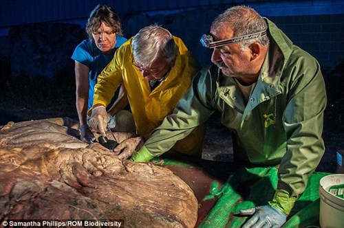 Sau hơn 1 năm được bảo quản đông lạnh, tháng 6 vừa qua, quả tim cá voi đã được chuyển sang ngâm trong bể formal dehyde. Sắp tới, một bộ phim tài liệu về quả tim cá voi này sẽ được công chiếu trên kênh BBC One tại Anh và PBS tại Mỹ.