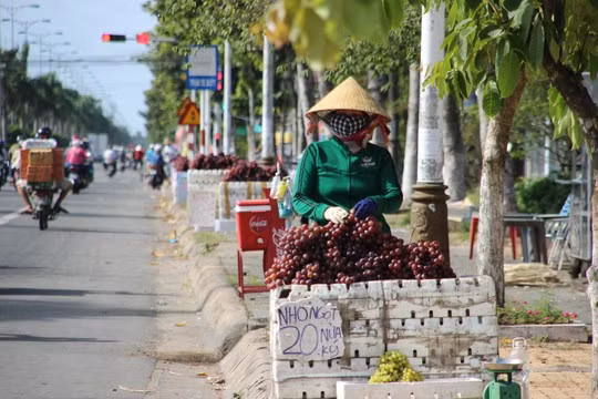 Nho My gia beo 25.000 dong/kg ban ngap mien Tay-Hinh-3