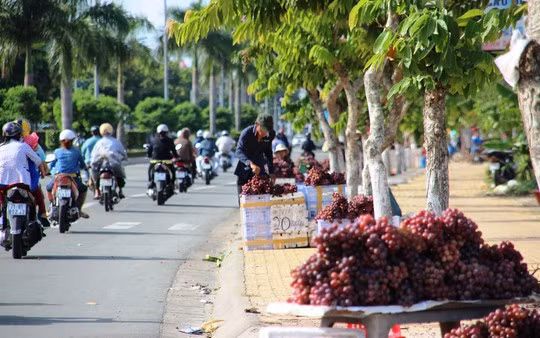 Nho My gia beo 25.000 dong/kg ban ngap mien Tay-Hinh-2
