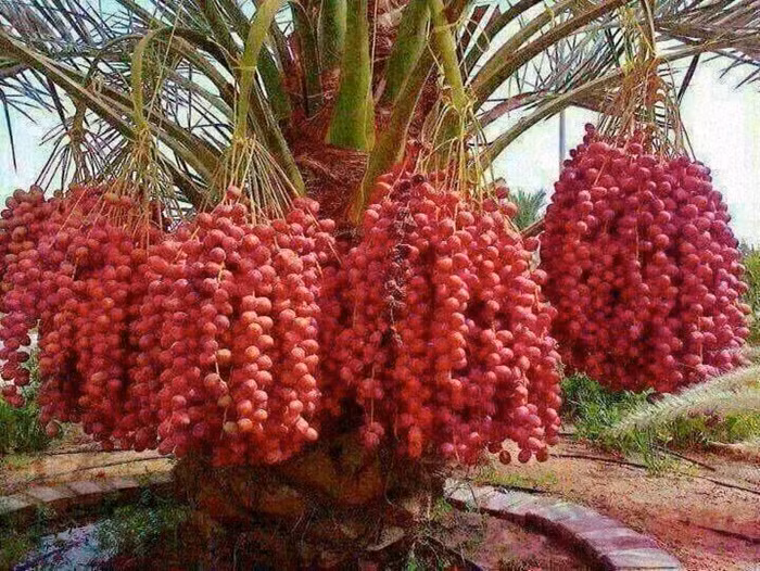 Loài cau thân thấp nhưng quả rất sai.