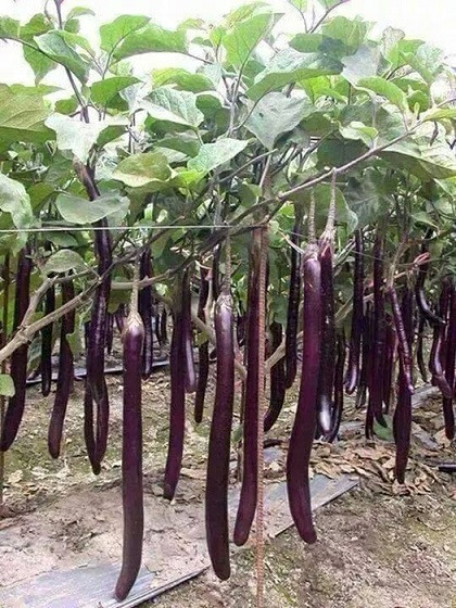 Cà tím dài và sai quả.