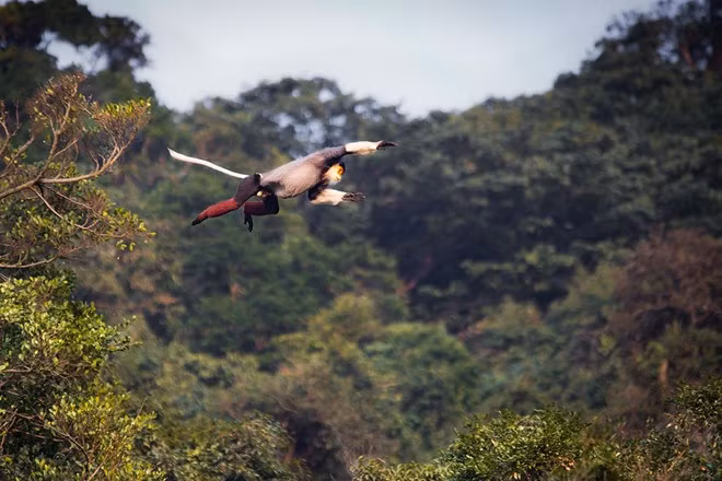 Tác phẩm Tự do giữa đại ngàn của tác giả Nguyễn Đăng Đệ đoạt giải Phong cảnh.