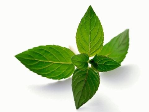 7. Lá bạc hà: Không chỉ là thực phẩm được dùng phổ biến trong việc giúp hơi thở thơm mát, lá bạc hà còn hoạt động như một chất ức chế sự thèm ăn tự nhiên và kháng khuẩn. Đó chính là lý do tại sao nó có thể loại bỏ vi trùng trong thực phẩm và làm cho bạn cảm thấy yên tâm hơn khi ăn uống.
