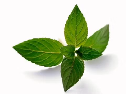 7. Lá bạc hà: Không chỉ là thực phẩm được dùng phổ biến trong việc giúp hơi thở thơm mát, lá bạc hà còn hoạt động như một chất ức chế sự thèm ăn tự nhiên và kháng khuẩn. Đó chính là lý do tại sao nó có thể loại bỏ vi trùng trong thực phẩm và làm cho bạn cảm thấy yên tâm hơn khi ăn uống.