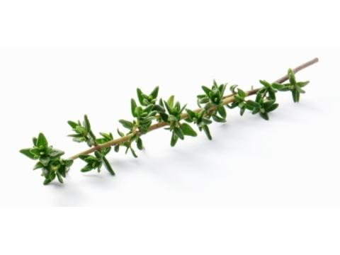 9. Húng tây: Không chỉ là một loại thảo dược thơm ngon, húng tây giúp trung hòa các vi khuẩn trong cơ thể, bao gồm cả các chủng E. coli và tụ cầu khuẩn có thể gây bệnh nghiêm trọng. Nhờ đó, nó sẽ làm cho cơ thể sạch hơn.