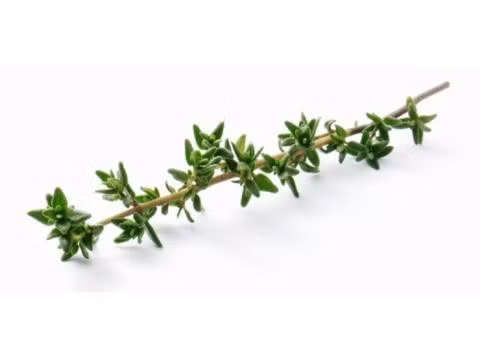 9. Húng tây: Không chỉ là một loại thảo dược thơm ngon, húng tây giúp trung hòa các vi khuẩn trong cơ thể, bao gồm cả các chủng E. coli và tụ cầu khuẩn có thể gây bệnh nghiêm trọng. Nhờ đó, nó sẽ làm cho cơ thể sạch hơn.