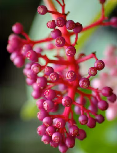 Chiem nguong 8 giong nho ky quai nhat the gioi