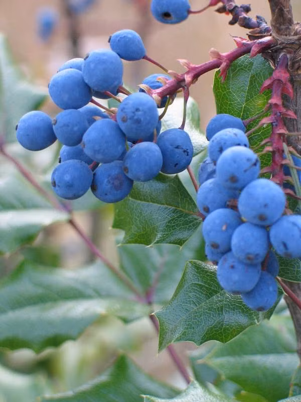 Giống nho có nhiều công dụng nhất: Giống nho Oregon có màu xanh da trời đặc trưng và lớp nhung mỏng bên ngoài. Chúng thuộc loại nho hiếm và được “săn lùng” bởi nó rất tốt cho sức khỏe.