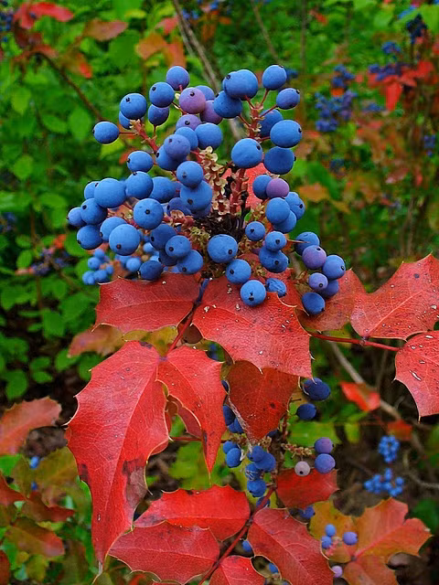 Không chỉ quả nho có nhiều tác dụng mà ngay cả các bộ phận khác như rễ cây cũng đều là những vị thuốc Đông y chữa được nhiều bệnh. Nho Oregon chủ yếu được dùng để chữa bệnh viêm dạ dày và yếu tiêu hóa, chữa bệnh thống phong. Ngoài ra nó còn dùng để chữa nhiều bệnh ngoài da như vẩy nến, mụn rộp, bỏng nước sôi, và nhiều bệnh khác nữa.