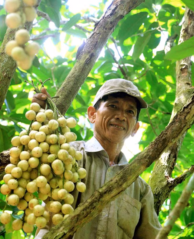 Nhiều hộ dân cho biết, dâu Hạ Châu phần lớn chỉ có ở huyện Phong Điền, sản lượng thu hoạch được bán tại địa phương cho du khách hoặc được vận chuyển ra miền Trung, miền Bắc. Vì vậy, giá cả luôn ổn định.