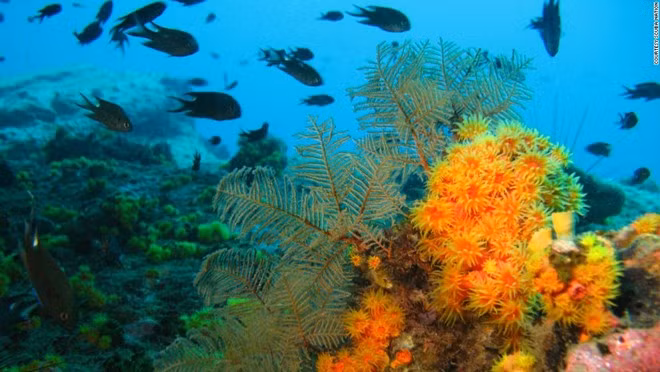 Koh Tang (thuộc Koh Prins, Pouou Wai) được biết đến như một trong những địa điểm lặn yêu thích của thợ lặn khắp thế giới. Nước ở đây ấm, thực vật biển và san hô nhiều màu sắc. Ảnh: CNN.