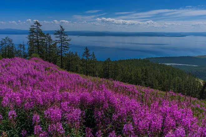 Màu sắc rực rỡ của những loài hoa mỗi độ xuân về khiến du khách say lòng.