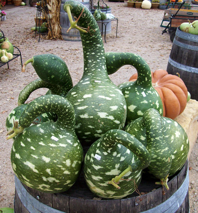 Lưu ý: Chỉ các giống bầu hồ lô thiên nga có đốm thì mới ăn được, các loại không có đốm thì chỉ có thể dùng làm cảnh và không ăn được.