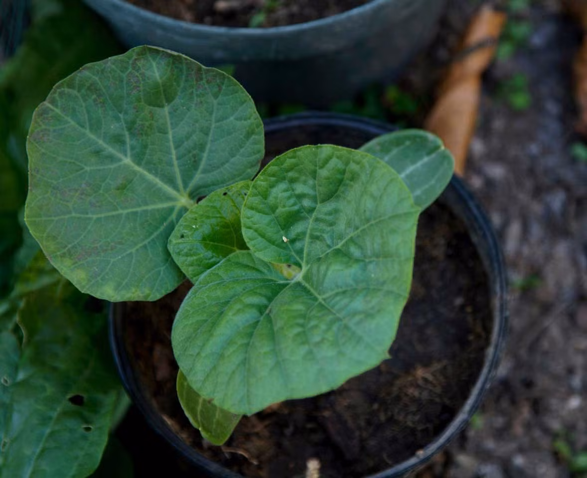 Sau 15 - 20 ngày, cây sẽ phát triển rất nhanh. Lúc này bạn bắt đầu cho cây ra chậu, thùng xốp to hơn. Chọn chậu hoặc thùng xốp có đường kính từ 40 - 60 cm, chiều cao > 40cm để đảm bảo đủ đất cho quả phát triển sau này. Mỗi chậu như vậy chỉ nên trồng 1 dây bầu. Giống cây này phù hợp với nhiều loại đất và khá dễ sống, song nên chọn loại đất sinh học sạch, giàu dinh dưỡng để cây phát triển tốt và khỏe mạnh, hạn chế sâu bệnh. Chú ý: Ở giai đoạn ươm này bạn cần đặt chậu ươm ở vị trí tránh chuột hoặc có biện pháp đậy miệng chậu bằng lưới hoặc bìa để tránh chuột ăn mất hạt.