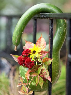 Sau khi đã được thụ phấn, nếu thành công sau 24-48 giờ hoa cái sẽ cong xuống và hình thành trái non, lúc này trái sẽ lớn rất nhanh.