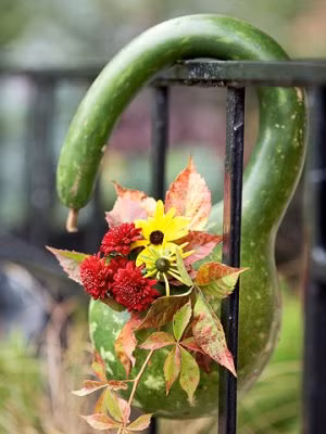 Sau khi đã được thụ phấn, nếu thành công sau 24-48 giờ hoa cái sẽ cong xuống và hình thành trái non, lúc này trái sẽ lớn rất nhanh.