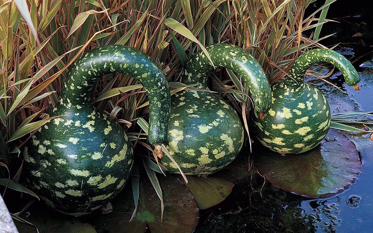 Nếu bạn muốn dùng bầu hồ lô thiên nga để làm các món ăn thì nên trồng giống bầu thiên nga đốm vì chúng không chỉ là một loại rau ăn quả thơm ngon và tốt cho sức khỏe mà còn là loại trái lạ mắt trong sân vườn.