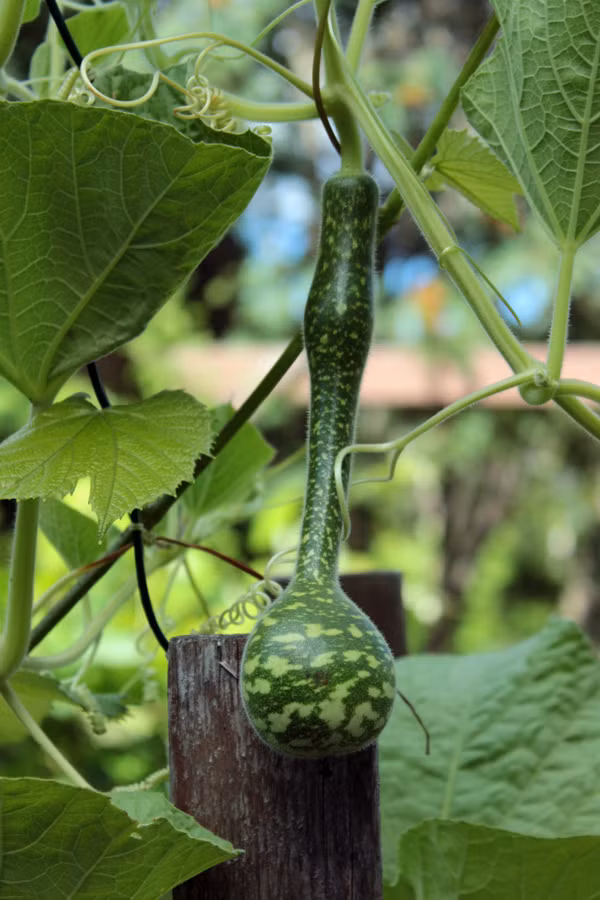 Giàn có thể làm từ nhiều chất liệu như dây thép, dây thừng, tốt nhất nên làm giàn bằng tre hoặc lưới giàn dây leo bằng cước vì khi nắng nóng không gây tổn thương đến dây bầu. Kích thước của giàn tùy chọn, bạn làm giàn rộng và cao thế nào tùy vào không gian và diện tích của gia đình, miễn là thuận tiện cho việc chăm sóc.