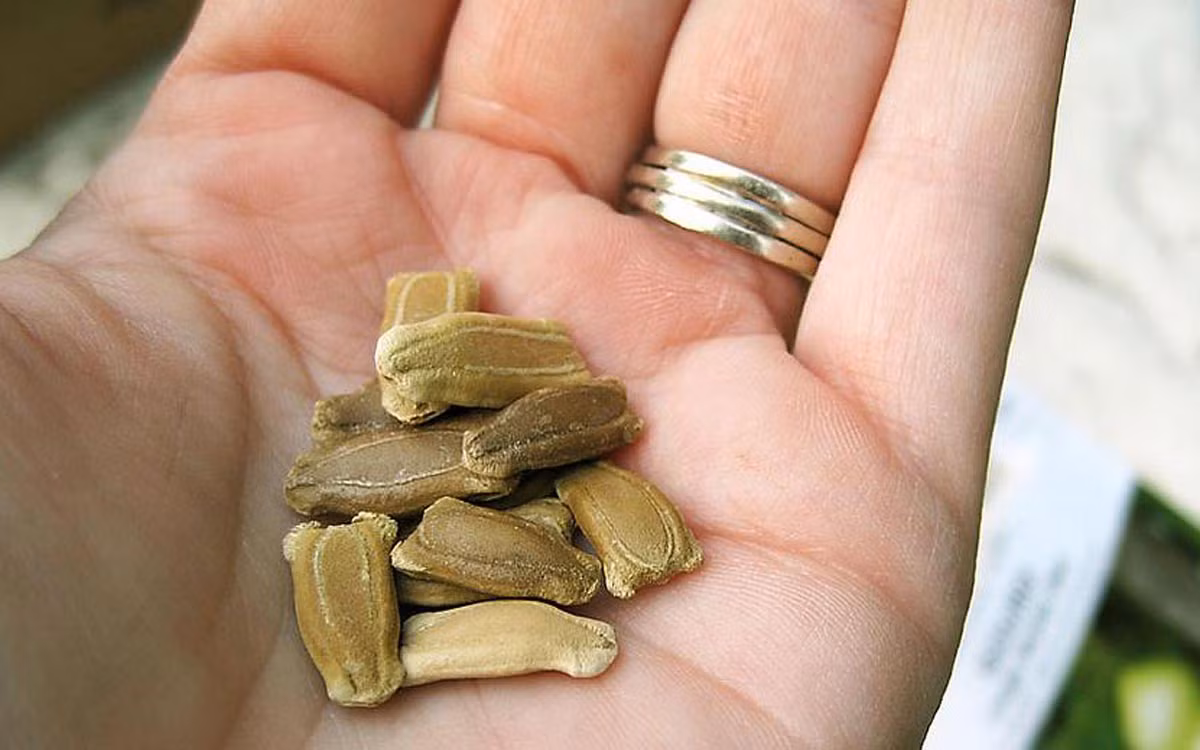 Để xử lý hạt giống, bạn cần ngâm hạt trong nước ấm khoảng 20-30 độ C (hoặc ngâm hạt giống trong nước theo công thức: 2 nước sôi - 3 nước lạnh). Thời gian ngâm hạt khoảng từ 18-24 giờ. Sau đó đem ủ tới khi hạt nứt mầm ra thì đem gieo hạt trong đất. Trong thời gian ủ, nhớ cho hạt "uống nước" thường xuyên, khi gieo phải phủ đất lên trên.