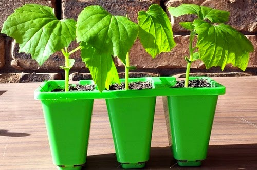 Các hạt lớn thì gieo sâu hơn các hạt nhỏ. Sau 4 - 7 ngày kể từ lúc gieo hạt, hạt sẽ bắt đầu nảy mầm. Lúc này bắt đầu cho cây tiếp xúc dần với nắng.