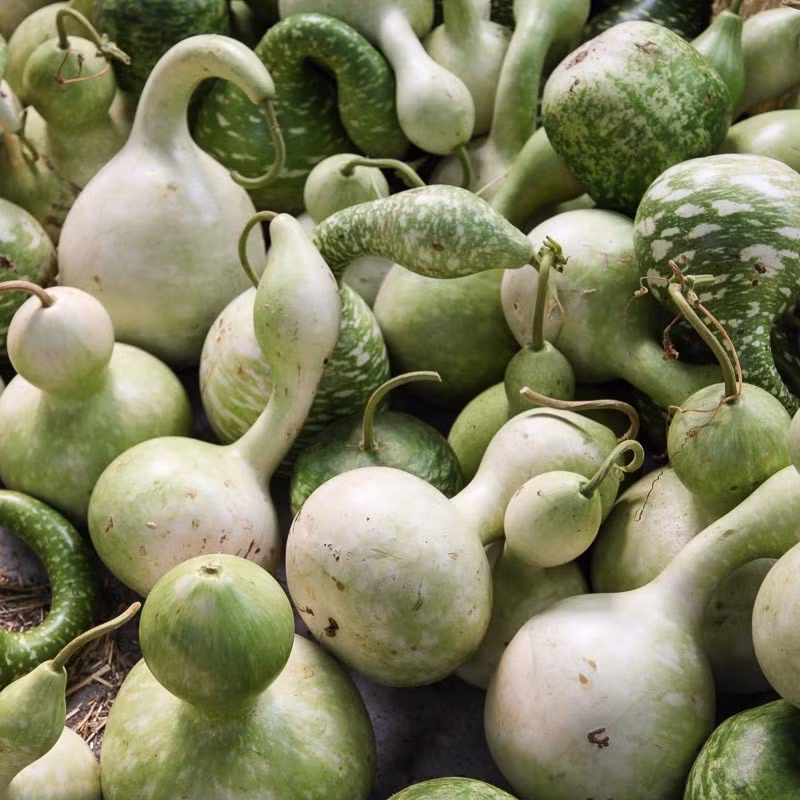 Còn nếu bạn trồng bầu để làm vật trang trí thì có thể để trái chín già trên giàn. Cho đến khi giàn bầu tàn thì trái sẽ tự khô, có thể dùng làm vật trang trí theo ý muốn. Chúc các bạn thành công!