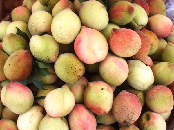 Nếu phụ nữ mang thai ăn nhiều đào sẽ làm tăng nguy cơ bị xuất huyết, hơn nữa khi không gọt vỏ thì phần lông tơ bên ngoài có thể gây ngứa cổ, rát họng.