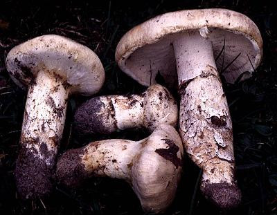 5. Nấm Matsutake: 2.000 USD/1kg. Matsutake là tên thông thường của một loại nấm ở Nhật Bản. Matsutake đóng vai trò quan trọng trong nền ẩm thực xứ phù tang gần 1000 năm nay. Đây là một loại nấm cực quý vì thế nên văn hóa tặng quà là nấm Matsutake được đánh giá là lòng kính trọng từ người biếu đến người nhận quà.