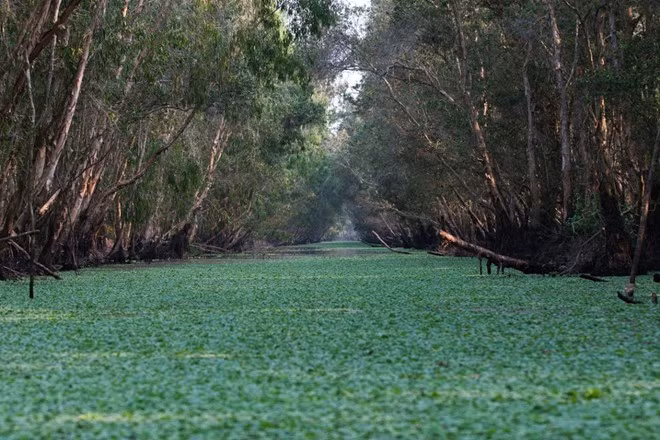  Đi thuyền trong rừng tràm Trà Sư (huyện Tịnh Biên, tỉnh An Giang): Cánh rừng ngập nước nguyên sơ với hệ động thực vật phong phú là điểm đến lý tưởng cho những người đam mê khám phá thiên nhiên miền Tây sông nước. Ảnh: Victoria Hotels &amp; Resorts.