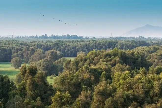 Du khách có thể tới đài quan sát ở giữa rừng, phóng tầm mắt ra không gian rộng lớn ngút ngàn. Nếu tới đây vào lúc 17-18h, bạn có thể thấy những đàn chim về tổ. Ảnh: Victoria Hotels &amp; Resorts.