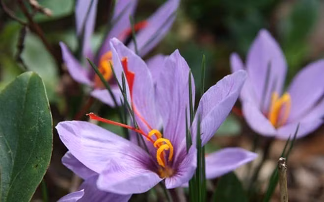 Hoa nghệ tây (Saffron Crocus) là gia vị đắt tiền nhất thế giới tính theo trọng lượng. Những cánh hoa màu tím lung linh, kỳ ảo. Phải mất 80.000 bông hoa để thu hoạch 500 gram nghệ tây (có giá 1.200-1.500 USD).