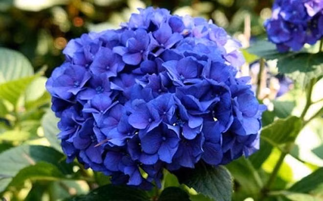 Vẻ đẹp của Cẩm tú cầu khiến loài hoa này luôn được săn lùng dù giá đắt.